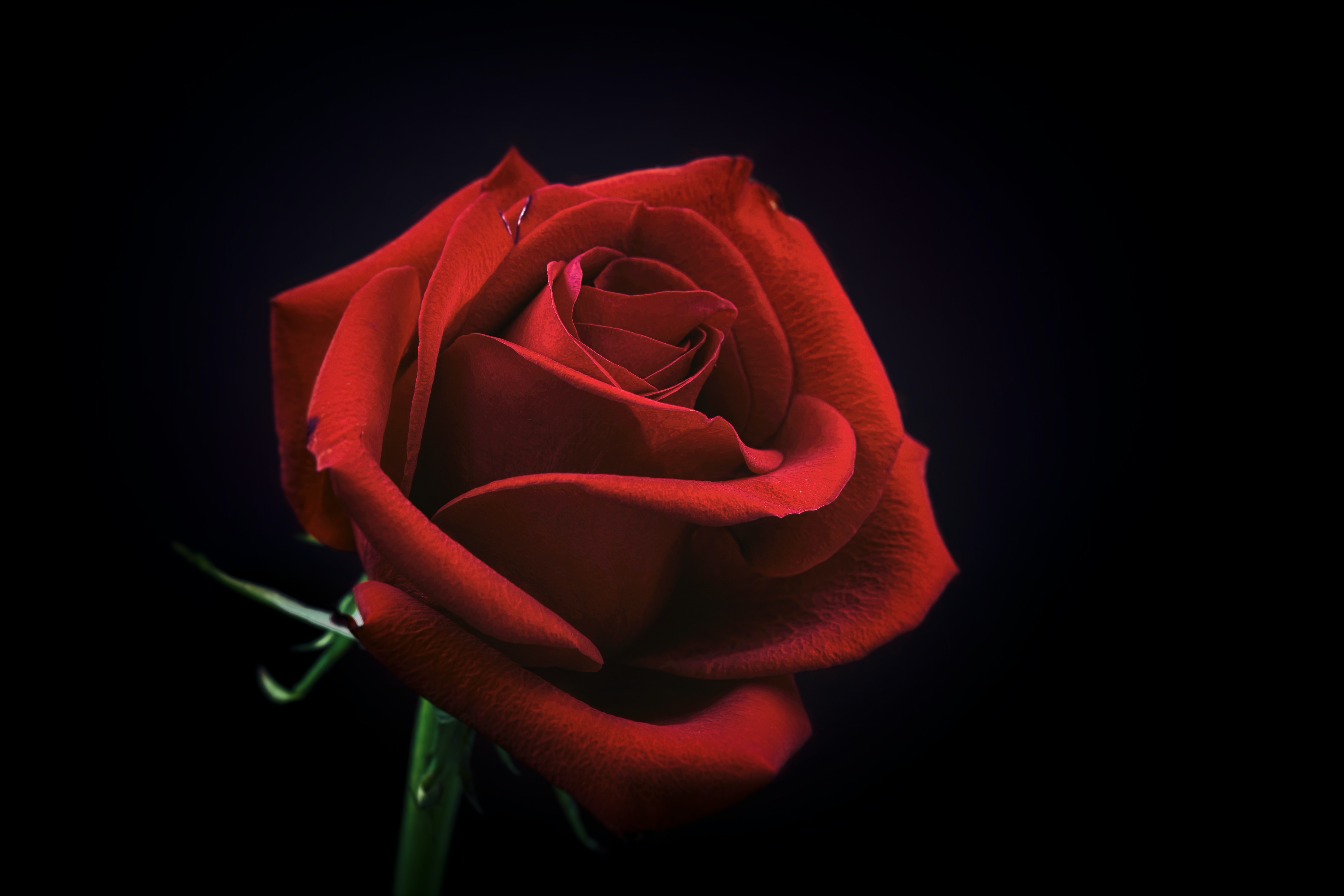 punainen ruusu mustalla taustalla