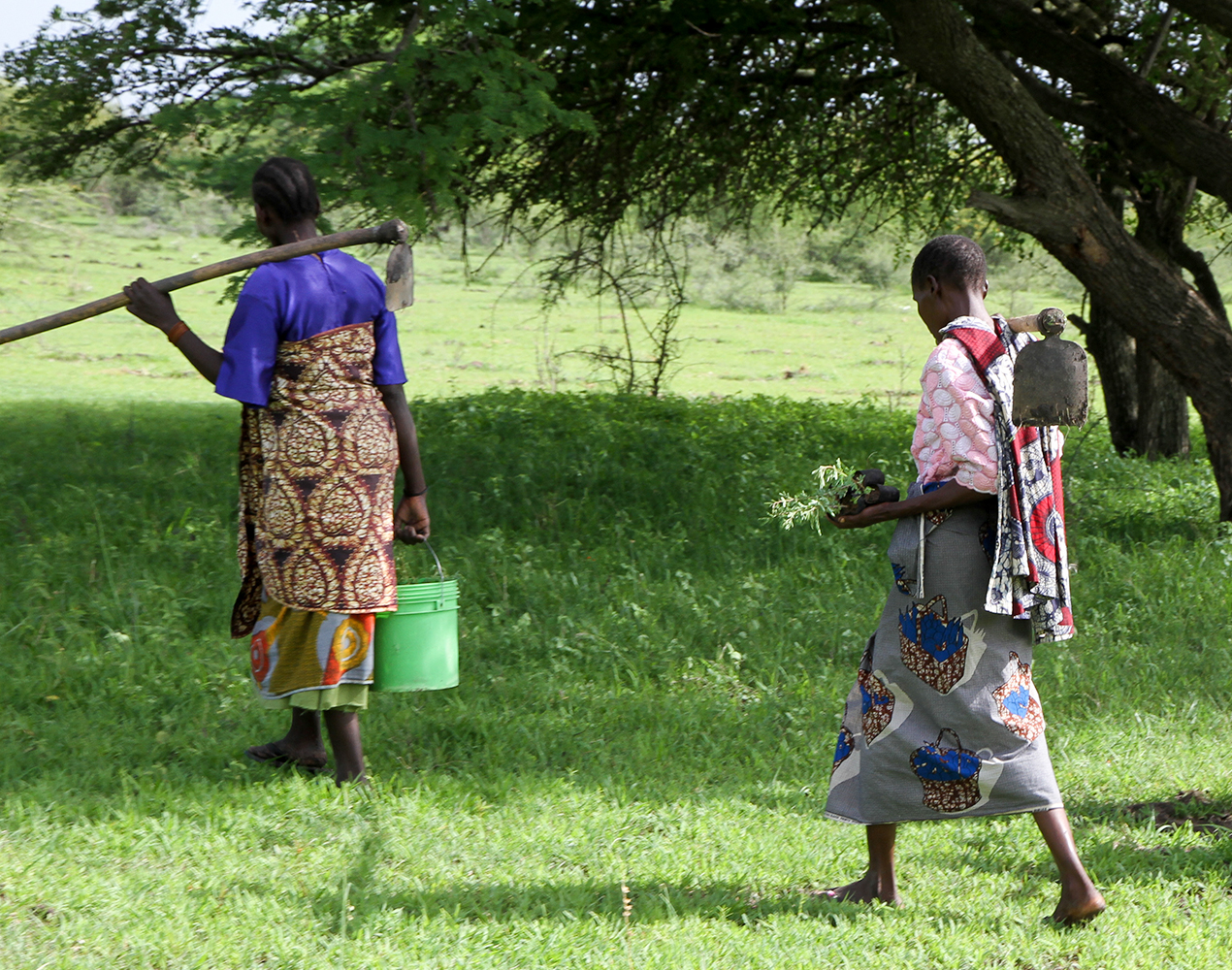 Puiden istuttajia Tansaniassa.