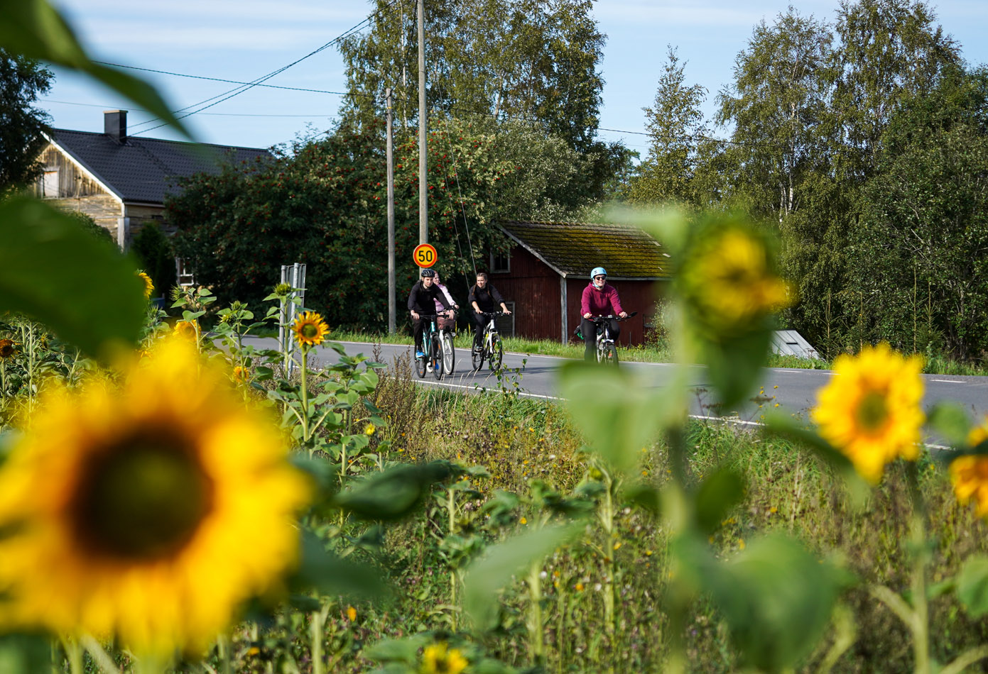 Auringonkukkia, joiden takana näkyy pyöräileviä ihmisiä.