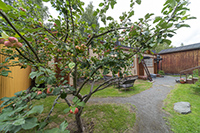 Omenapuu Kuapplan pihalla Vanhassa Raumassa