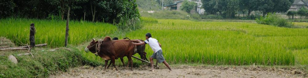 Peltomaisema, mies ohjaa lehmiä pois laitumelta. Kuva Nepalista, Kirkon ulkomaanapu